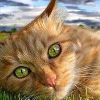 Фотография Светлана Портрет фотографа (аватар) Светлана