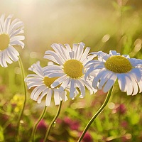 Портрет фотографа (аватар) Куимов Александр (Kuimov Aleksandr)