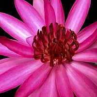 Портрет фотографа (аватар) Tuan Nguyen (Nguyen Anh Tuan)