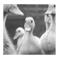 Портрет фотографа (аватар) Александр Колбасин (Alex Kolbasin)