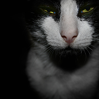 Портрет фотографа (аватар) Jerome Mojica