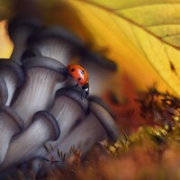 Lapshina Vladlena - фотограф
