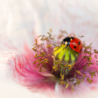 Портрет фотографа (аватар) Svetlana S. (Sodzawiczny Svetlana)