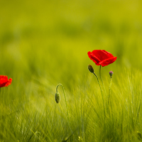 Портрет фотографа (аватар) Beno Medic