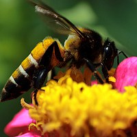 Портрет фотографа (аватар) Md. Tanvir Mehedi Shovon