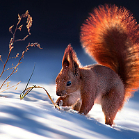 Портрет фотографа (аватар) Горчагов Павел (Gorchagov Pavel)