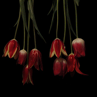 Портрет фотографа (аватар) Vitaliia