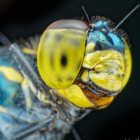 Портрет фотографа (аватар) VOON YIAN KHIAM