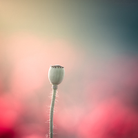 Портрет фотографа (аватар) ARTUR SZCZESZEK