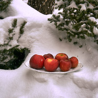 Портрет фотографа (аватар) Владимир Вдовиченко (Vladimir Nikolaevich Vdovichenko)