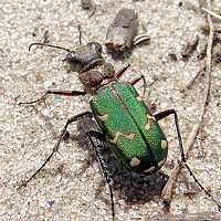 Портрет фотографа (аватар) Oleksiy Kryachko