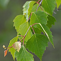 Портрет фотографа (аватар) Anne-Mari Oksman