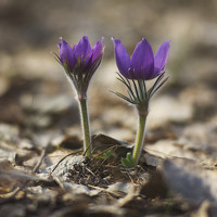 Портрет фотографа (аватар) Denis Shipunov