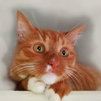 Портрет фотографа (аватар) Елена Миронова (Elena Mironova)