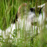 Портрет фотографа (аватар) Pite Almas