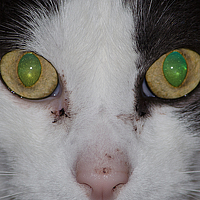 Портрет фотографа (аватар) Liliana Gadaleta