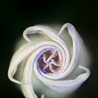 Портрет фотографа (аватар) meysam ghayedi