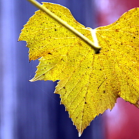 Портрет фотографа (аватар) Luana Popa