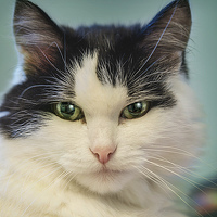 Портрет фотографа (аватар) Алексей