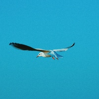 Портрет фотографа (аватар) Nurkyz