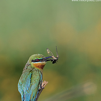 Портрет фотографа (аватар) Shivayogi Kanthi