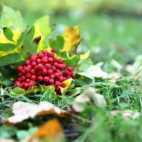 Портрет фотографа (аватар) Julija Šommet