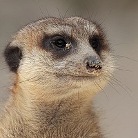 Портрет фотографа (аватар) Victoria