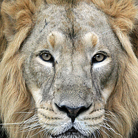 Портрет фотографа (аватар) Александр