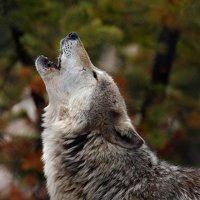 Портрет фотографа (аватар) Алексей Крукович (Krukovich Alexei)