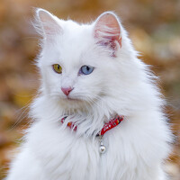 Портрет фотографа (аватар) Murat Cacim