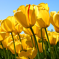 Портрет фотографа (аватар) aerson Sayro