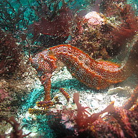 Портрет фотографа (аватар) Lulu.G