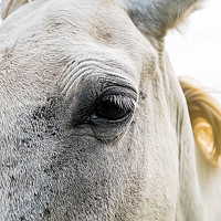 Портрет фотографа (аватар) Jose Viano