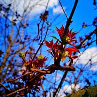 Портрет фотографа (аватар) IGOR CHERNIAVSKIY