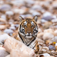 Портрет фотографа (аватар) Vishwanath Mukunda (Vishwanath.M)