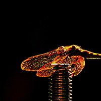 Портрет фотографа (аватар) vladimir