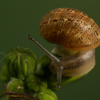 Фотография Mario Felix Lopez Портрет фотографа (аватар) Mario Felix Lopez