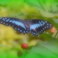 Портрет фотографа (аватар) Shubham Kumar