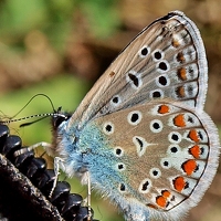 Портрет фотографа (аватар) Vitel Ștefan