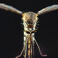 Портрет фотографа (аватар) pradeep mohanty