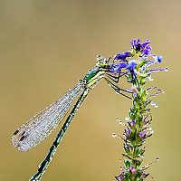 Портрет фотографа (аватар) Леонтьев Юрий
