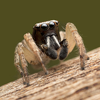 Портрет фотографа (аватар) Luciano Richino