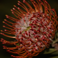 Портрет фотографа (аватар) Karl Buchan Smith