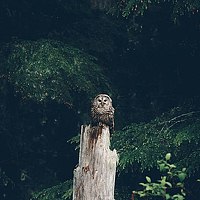 Портрет фотографа (аватар) Марлюкова Анастасия