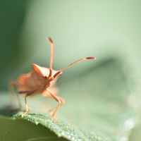 Портрет фотографа (аватар) Zuccaro francesco