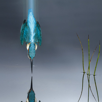 Портрет фотографа (аватар) Mario Cea Sanchez (Mario Cea)