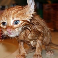 Портрет фотографа (аватар) Пихновская Ирина