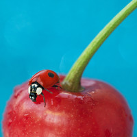 Фотография Надежда Смелова (Nadezhda Smelova) Портрет фотографа (аватар) Надежда Смелова (Nadezhda Smelova)