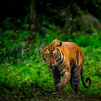 Портрет фотографа (аватар) Aditya Ghosh