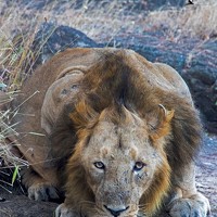 Портрет фотографа (аватар) Yagnesh Tailor (Yagnesh R. Tailor)